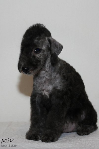 Dandy Sting Happy Sheep.jpg